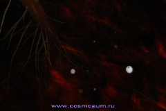 Космоэнергетика "Матрица Мага" 06.11.2010
