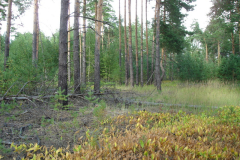 Экспедиция в Мещеру 2020
